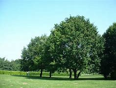 Image result for Quercus robur Gnom