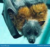 Image result for A Fruit Bat