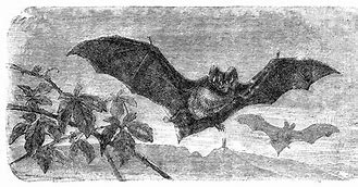 Image result for Vintage Halloween Bats Clip Art