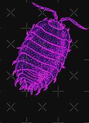 Image result for Giant Isopod Food