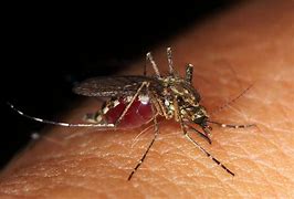 Image result for Why Do Mosquitoes Need Blood