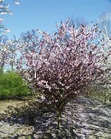 Image result for Prunus blireana