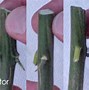Image result for Cleft Grafting Fruit Trees