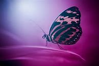 Image result for iPhone 11 Pro Max Wallpaper Insects