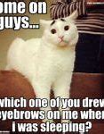 Image result for Blonde Lady White Cat Meme