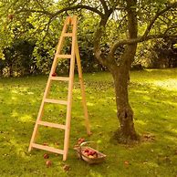 Image result for Fruit Tree Ladder