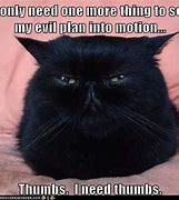 Image result for Arizona USA Black Cat Meme