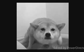 Image result for Cute Doggo Memes