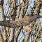 Image result for Buteo rufinus