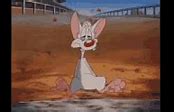 Image result for Pinky and the Brain Idiot