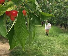 Image result for Orchards WA