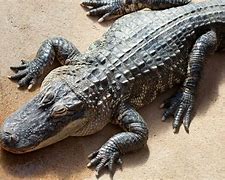 Image result for Alligator in Spanish