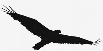 Image result for Soaring Eagle Black and White