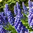 Image result for Types of Blue Flowers