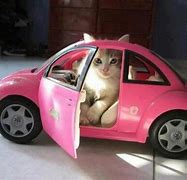 Image result for Cat On a Mini Car