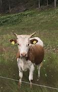 Image result for Cow Facing Camera Meme