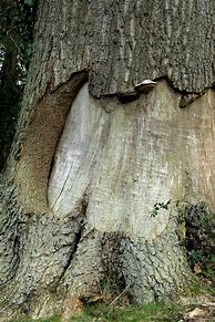 Image result for Damaged Tree Symbol