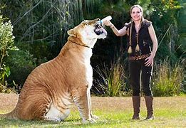 Image result for Biggest Tiger in the World