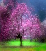 Image result for Cherry Fruit Tree