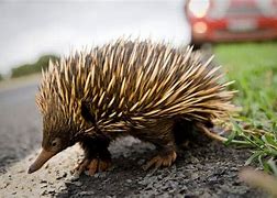 Image result for Porcupine Australia