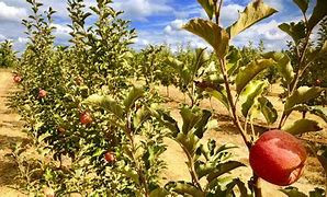 Image result for Holly's Hill Apple