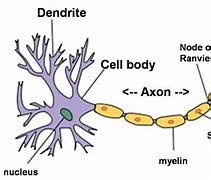 Image result for Basic Nerve Cell