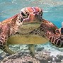 Image result for Funny Animals Turtle