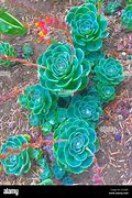 Image result for Wild Succulents