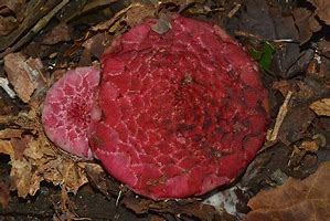 Image result for fungiforme