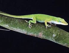 Image result for Anole Lizard Male or Female