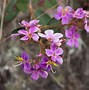 Image result for Brazil Orchid
