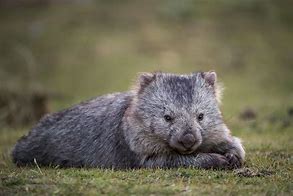 Image result for Wombat