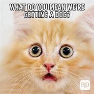 Image result for Funny Animal Memes Images