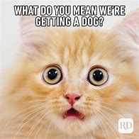 Image result for Memes Funny Animal Quotes