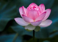 Image result for Pink Lotus Flower