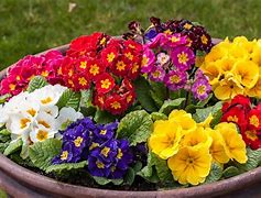 Image result for Primula Wockei