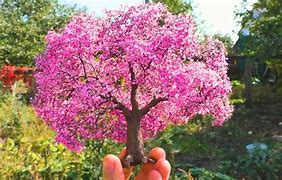 Image result for Top Tree Mini