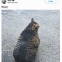 Image result for Musclear Cat Meme