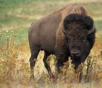Image result for North American Prairie Animals