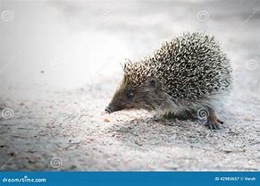 Image result for Hedgehog Standing Up