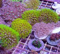 Image result for Red and Green Star Polyps