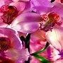 Image result for Pink Orchid Wallpaper