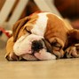 Image result for Puppy On Phone Free Photograph