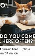 Image result for Orange Tabby Cat Memes
