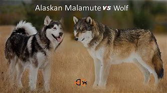 Image result for Alaskan Malamute vs Wolf