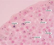 Image result for Whitefish Blastula Mitosis Stages
