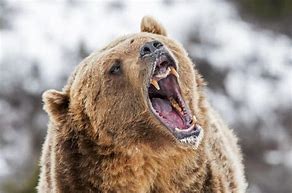 Image result for Grizzly Bear Teeth