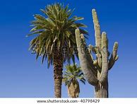 Image result for Cactus and Palm Tree
