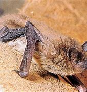 Image result for Evening Bat