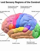 Image result for Memory Perception Brain Part